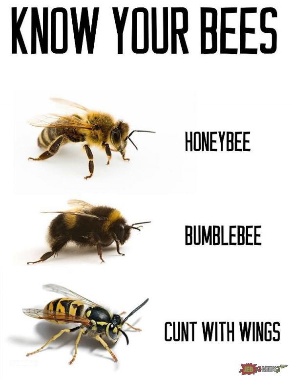 Know your bees