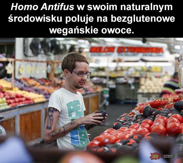 Homo Antifus