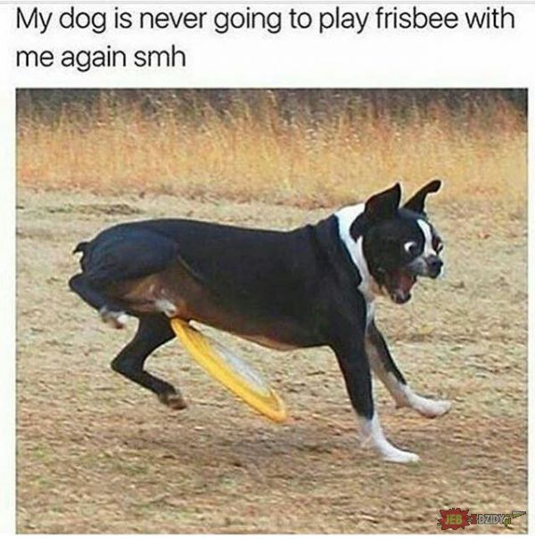 Ten pies już nigdy nie będzie chciał się bawić