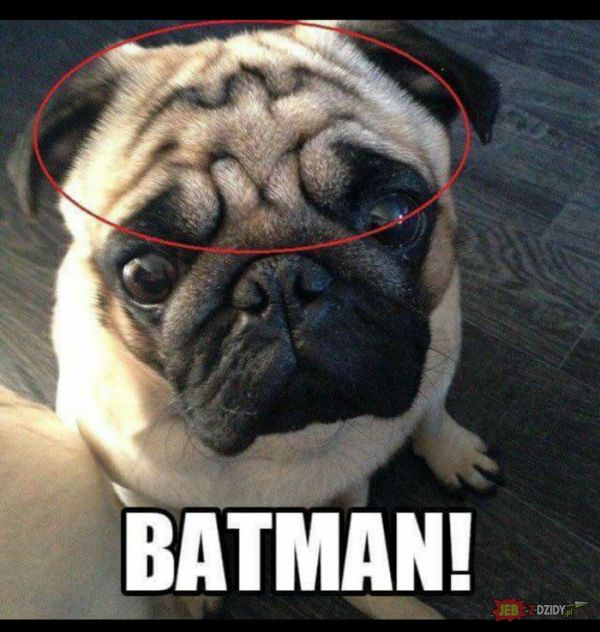 Pies Batmana