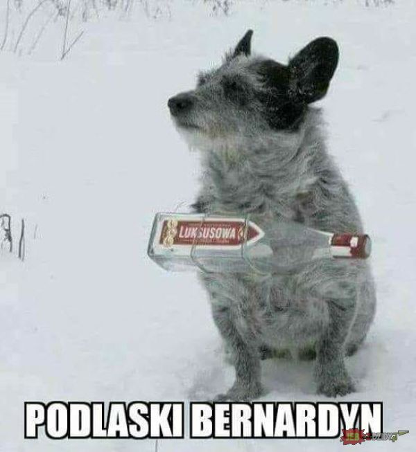 Pies z Podlasia