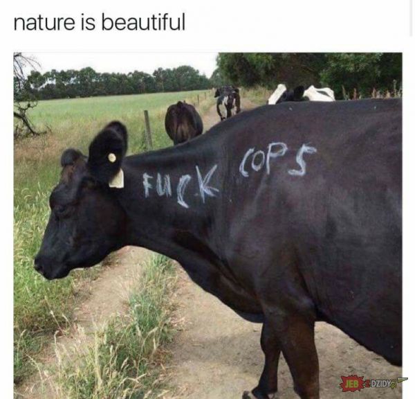 Natura jest piękna