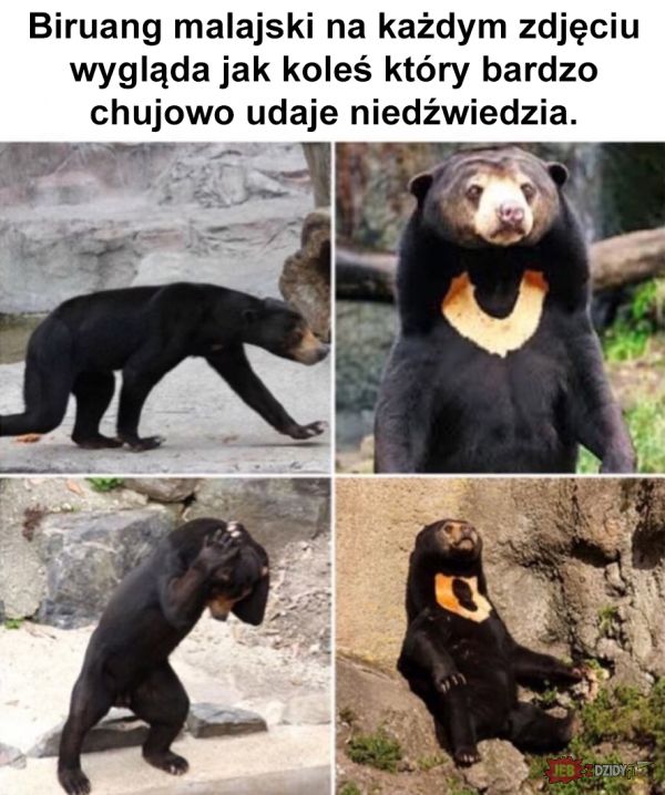 Jestem Niedźwiedziem