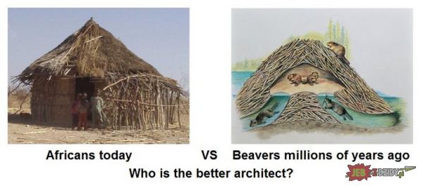 Afrykanie vs bobry 