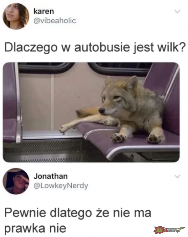 Dlaczego w autobusie jest wilk