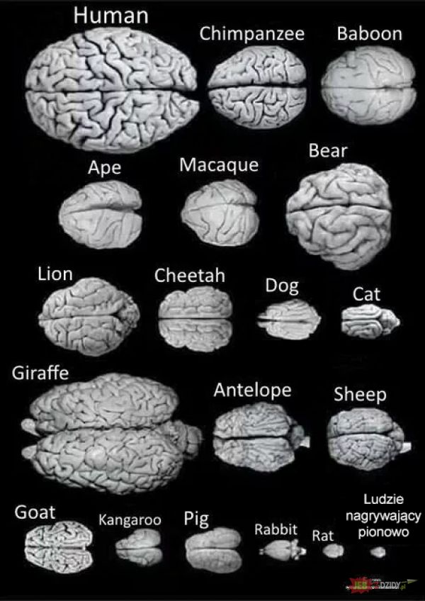 Porównanie mózgu człowieka i zwierząt