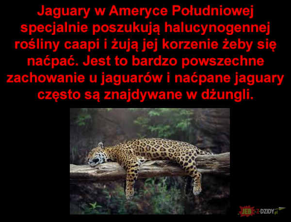 Naćpane jaguary