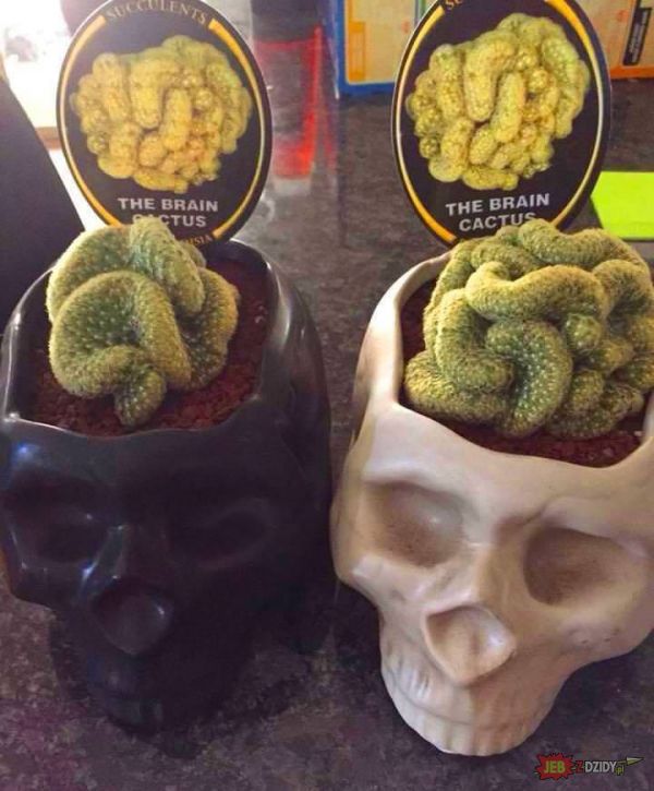 Kaktusa? 