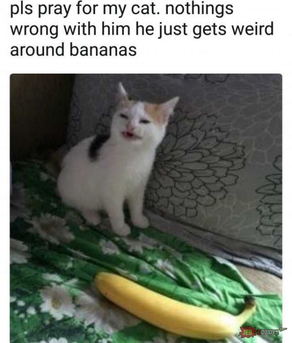wierd banana cat