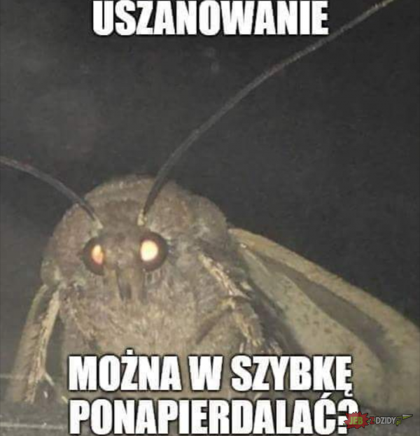 Uszanowanko