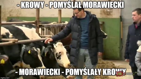 Morawiecki i Krowy