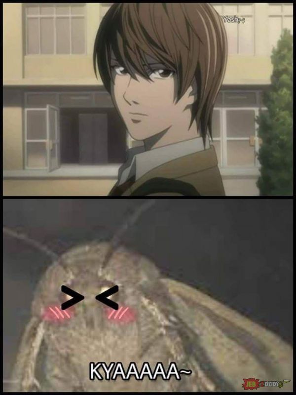 moth-chan