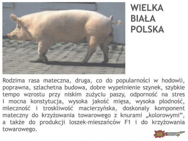 Wielka biała polska