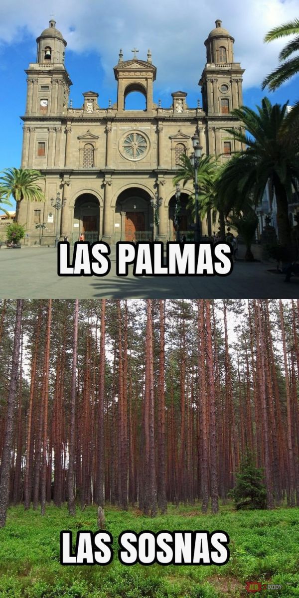 Są lasy palmowe i sosnowe 
