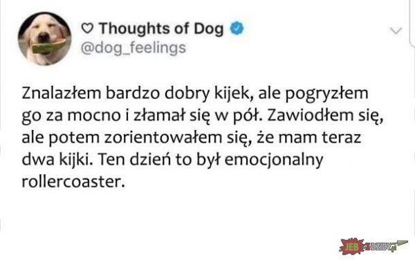 Emocjonalna sinusoida dla psa 