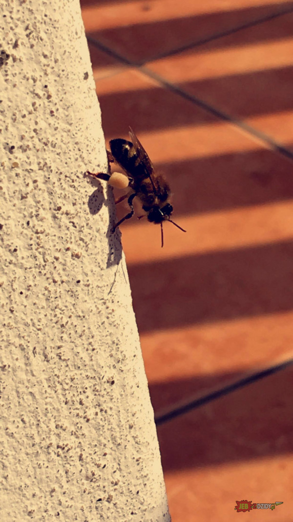 Pszczólka w pracy 