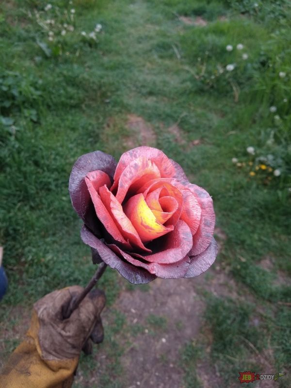 Piękna róża 