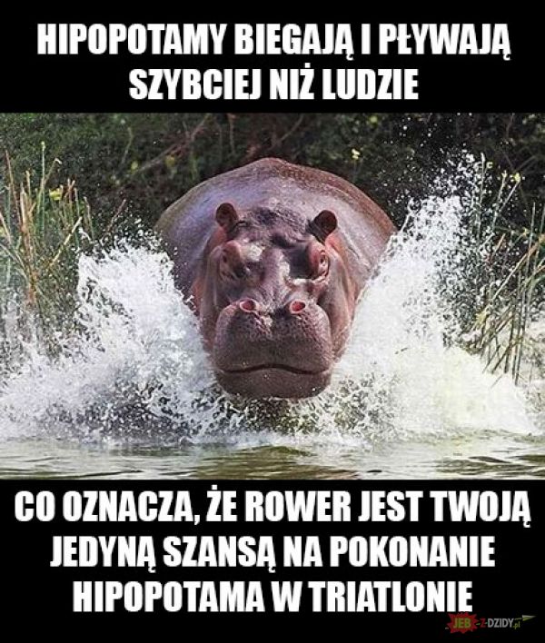 Hipopotamy. 