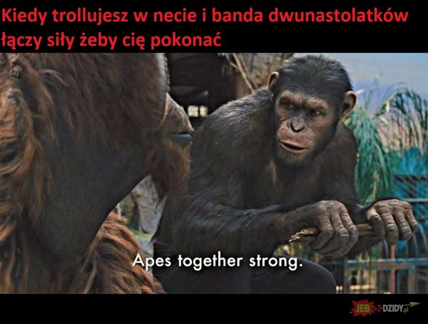 Małpy razem silne