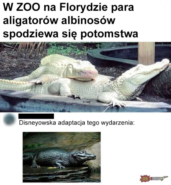 Białe aligatory