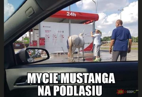 Mustang dla koniar 