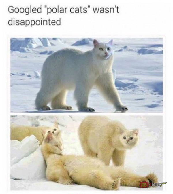 Polarne koty ;__;