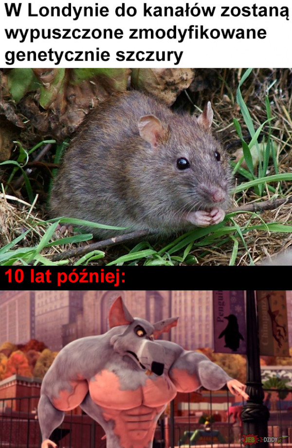 Szczury mutanty