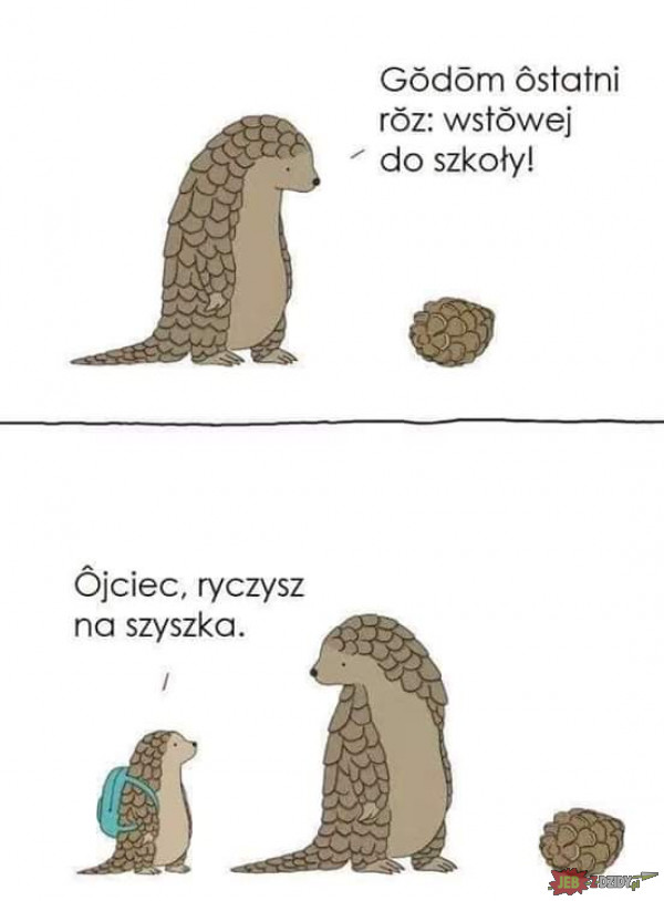 České memy