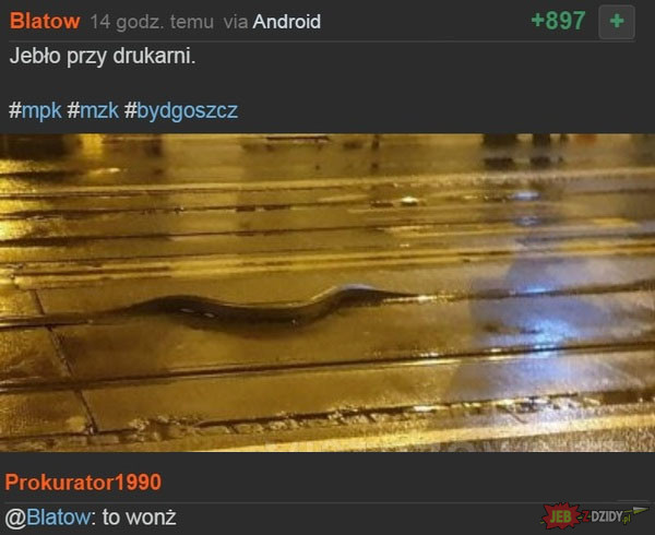 Węże w Bydgoszczy