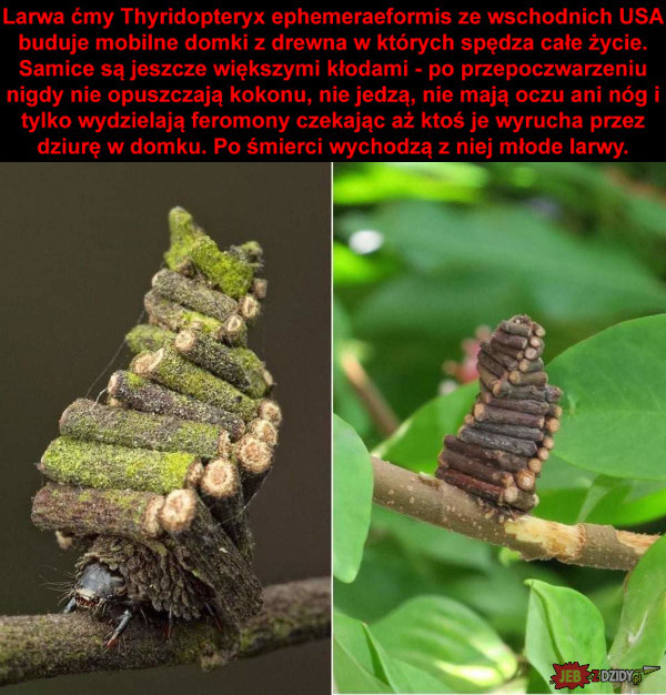 Drewniane larwy