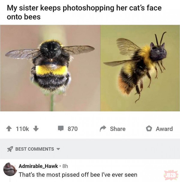 Wkurzona pszczoła