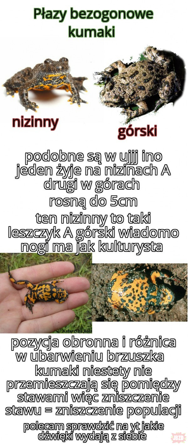 dzida uczy (Płazy Polski cz.4)