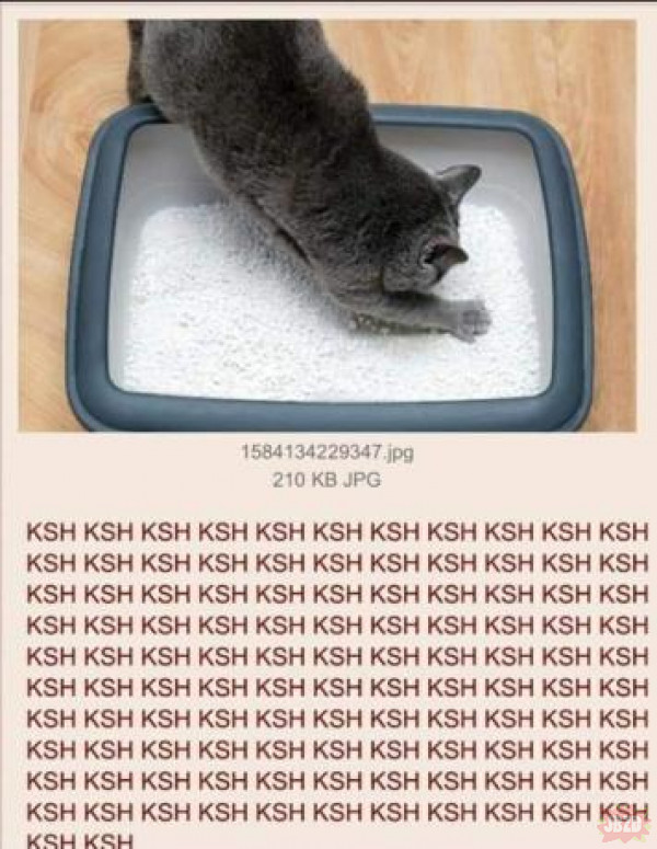 Koty w kuwecie
