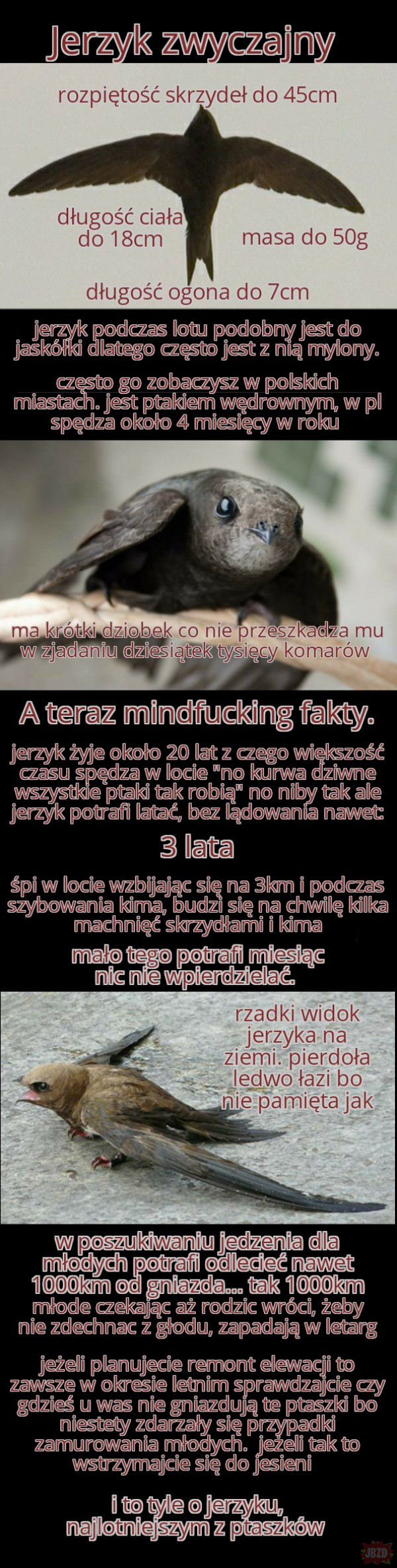 najciekawsze ptaki polski cz.2