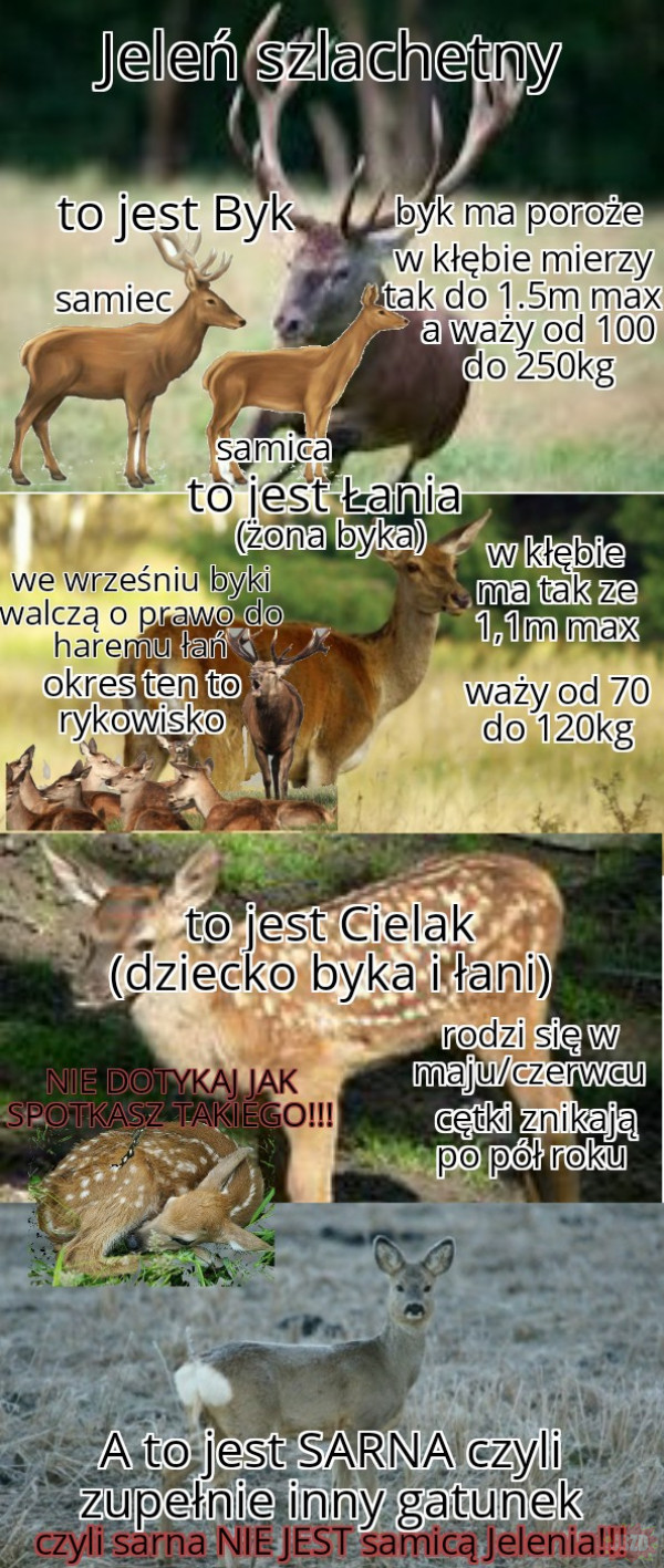 dzida uczy (seria: duże ssaki polskich lasów)