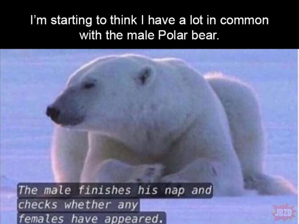 Misiek polarny jako zwierzę przewodnie dzidowca