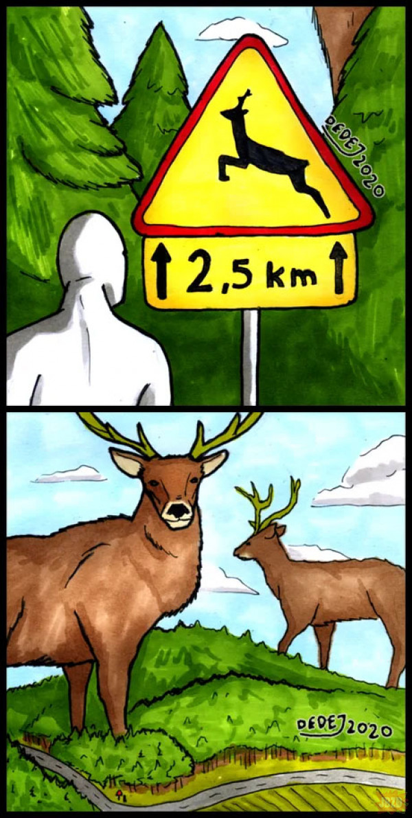 Duże jelenie