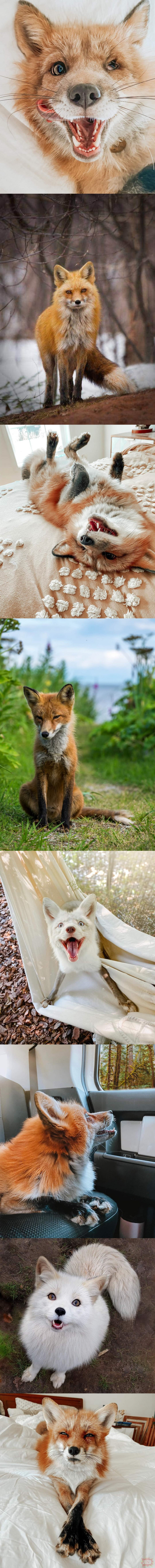 Więcej zdjęć lisów bo każdy kocha lisy