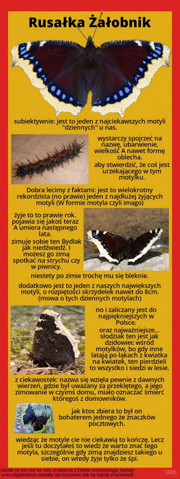 Najciekawsze zwierzęta w Polsce cz.1 (nowy tydzień)