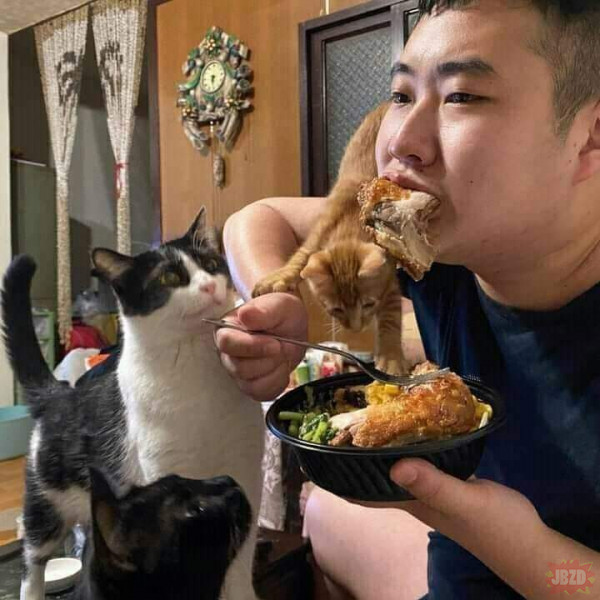 Jedzenie przy kotach takie jest