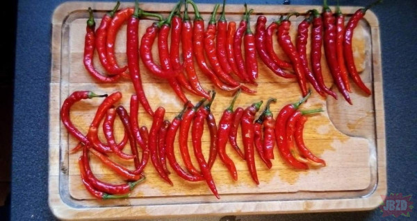 Świeżutkie chilli prosto z krzaczka
