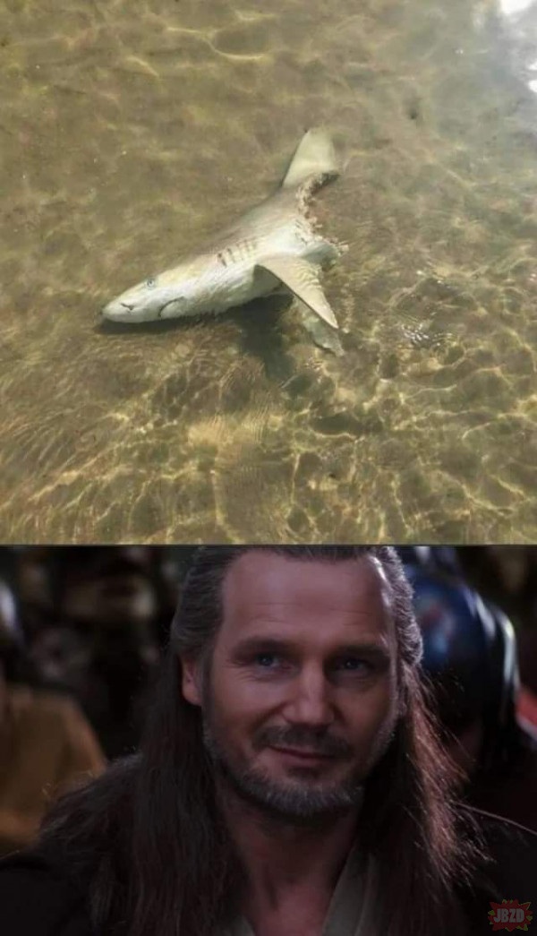 there is always a bigger Fish