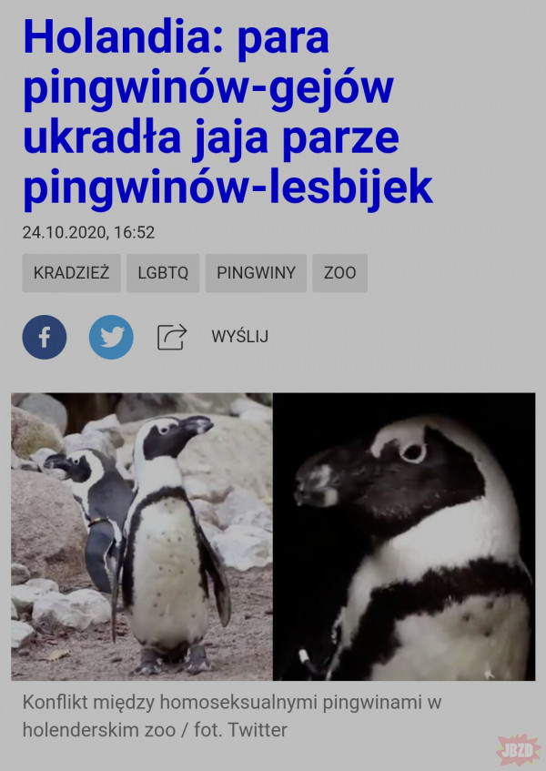 Pingwiny LGBT