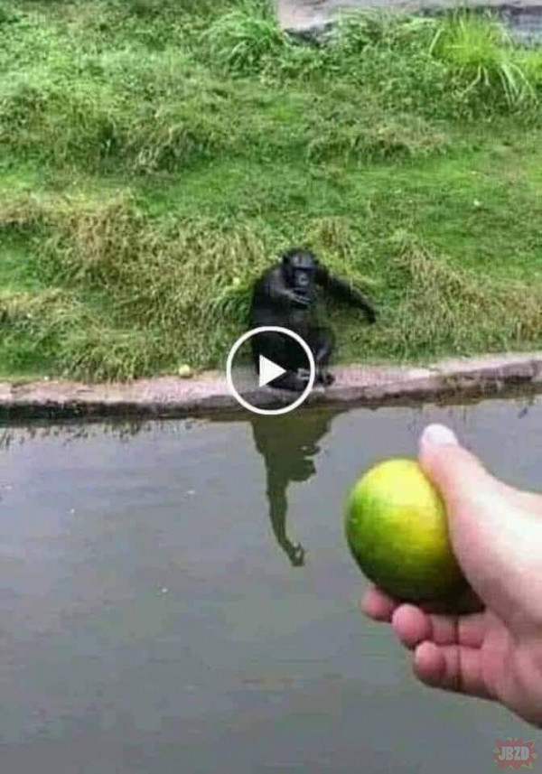 Jak zrobić małpę w... :D