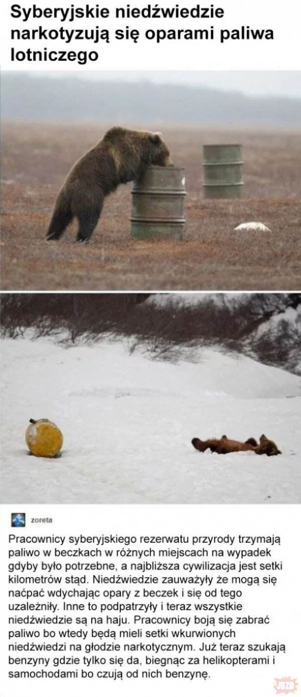 Wyjaśniło się, skąd te ataki niedźwiedzi.