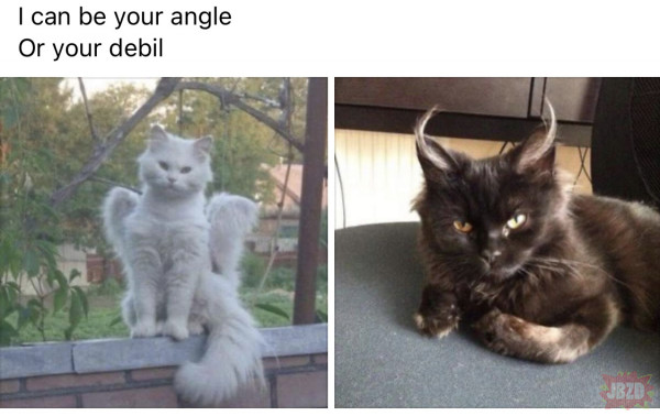 Są dwa rodzaje kotów