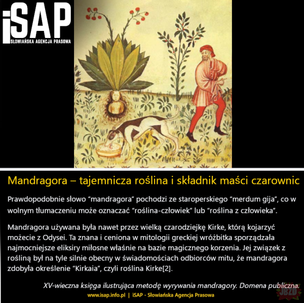 Mandragora to bardzo fajna roślinka. Zerknijcie do pełnego artykułu