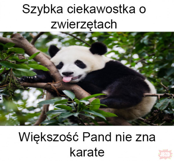 Ciekawostka o Pandach
