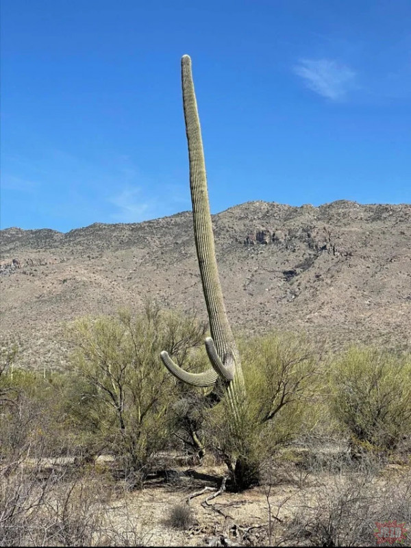 Ten kaktus chyba chce się napieprzać