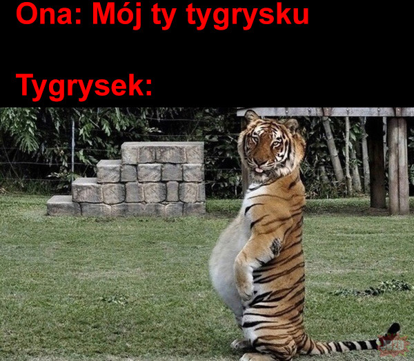 Tygrysek